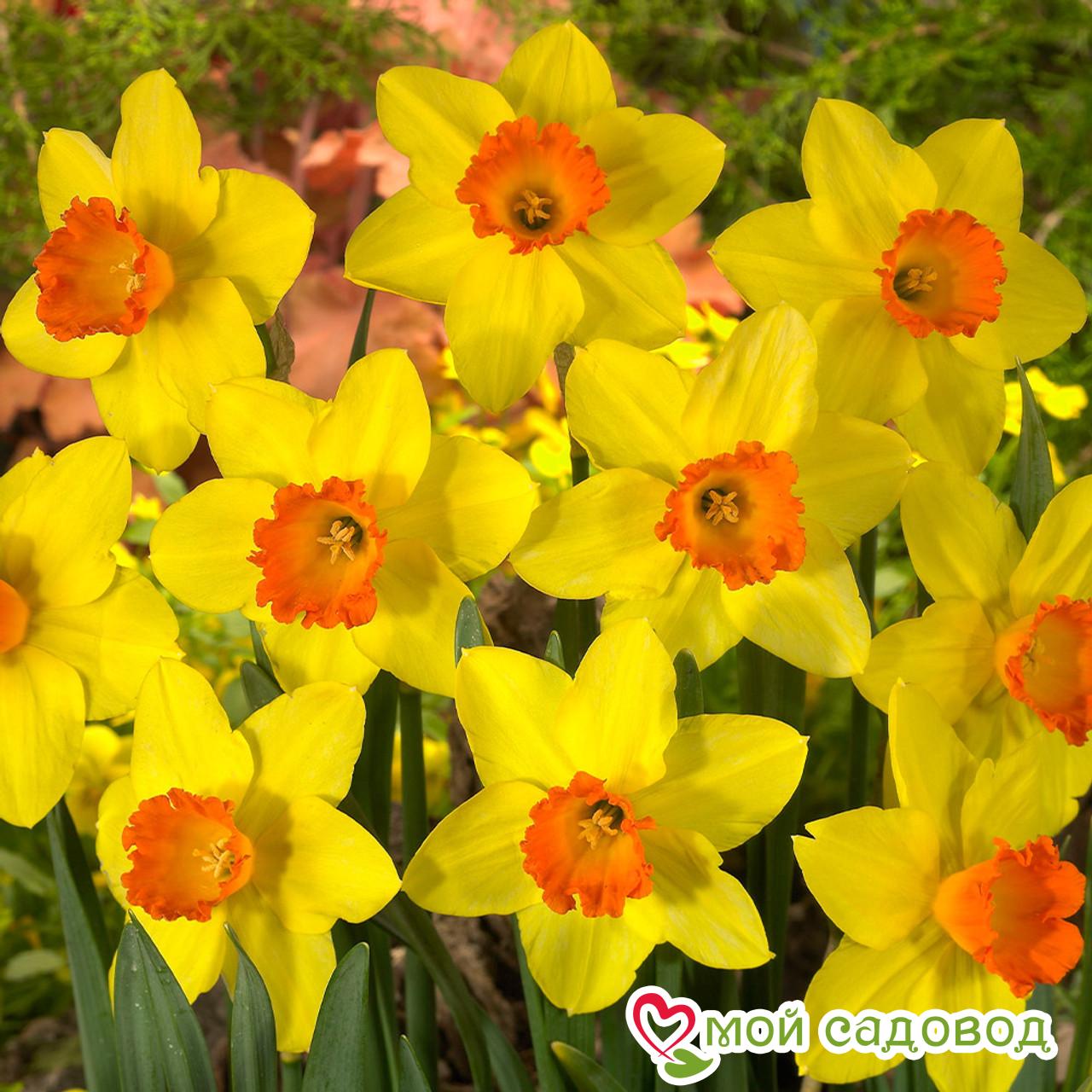 Нарцисс Ред Девон