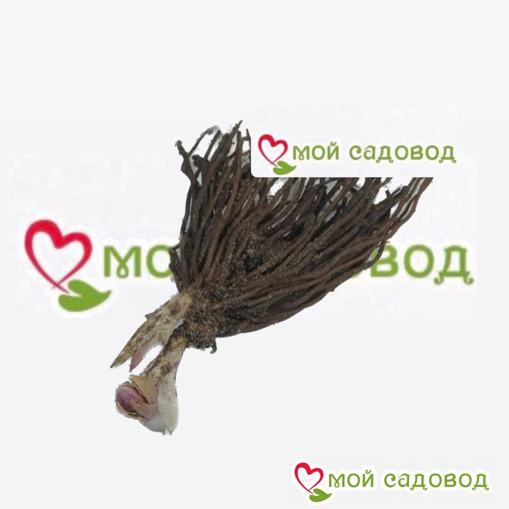 Хоста Спейси Блис